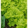 image:imageBurpee Buttercrunch Hybrid Organic Lettuce Seeds 1100 seedsBlack Seeded Simpson