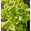 image:imageBurpee Buttercrunch Hybrid Organic Lettuce Seeds 1100 seedsBlack Seeded Simpson