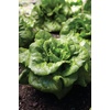 image:imageBurpee Buttercrunch Hybrid Organic Lettuce Seeds 1100 seedsButtercrunch