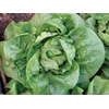 image:imageBurpee Buttercrunch Hybrid Organic Lettuce Seeds 1100 seedsButtercrunch