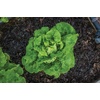 image:imageBurpee Buttercrunch Hybrid Organic Lettuce Seeds 1100 seedsButtercrunch Hybrid Organic