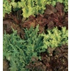 image:imageBurpee Buttercrunch Hybrid Organic Lettuce Seeds 1100 seedsGourmet Blend