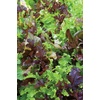 image:imageBurpee Buttercrunch Hybrid Organic Lettuce Seeds 1100 seedsGourmet Blend
