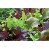 image:imageBurpee Buttercrunch Hybrid Organic Lettuce Seeds 1100 seedsGourmet Blend