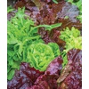 image:imageBurpee Buttercrunch Hybrid Organic Lettuce Seeds 1100 seedsHeatwave blend