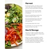 image:imageBurpee Buttercrunch Hybrid Organic Lettuce Seeds 1100 seedsHeatwave blend