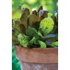 image:imageBurpee Buttercrunch Hybrid Organic Lettuce Seeds 1100 seedsRomaine Blend