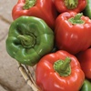 image:imageBurpee California Wonder Organic Sweet Pepper Seeds 300 seeds