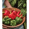 image:imageBurpee California Wonder Sweet Pepper Seeds  300 NonGMO Heirloom Pepper Seeds for Home Garden  Large Red Bell Peppers amp Green Bell Peppers for Stuffing  Seeds for Planting300 Seeds
