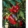 image:imageBurpee California Wonder Sweet Pepper Seeds  300 NonGMO Heirloom Pepper Seeds for Home Garden  Large Red Bell Peppers amp Green Bell Peppers for Stuffing  Seeds for Planting300 Seeds