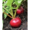 image:imageBurpee Cherry Belle Radish Seeds 1000 seedsCherry Belle Radish