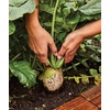 image:imageBurpee Cherry Belle Radish Seeds 1000 seedsWatermelon Radish