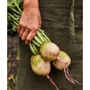 image:imageBurpee Cherry Belle Radish Seeds 1000 seedsWatermelon Radish