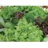 image:imageBurpee Classic Mix Mesclun Seeds 1500 seeds