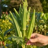 image:imageBurpee Clemson Spineless Okra Seeds  Classic HighYield Variety