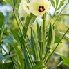 image:imageBurpee Clemson Spineless Okra Seeds  Classic HighYield Variety
