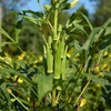 image:imageBurpee Clemson Spineless Okra Seeds  Classic HighYield Variety