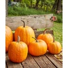 image:imageBurpee Connecticut Pumpkin Seeds 50 seedsConnecticut Pumpkin