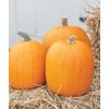 image:imageBurpee Connecticut Pumpkin Seeds 50 seedsJack O Lantern Pumpkin