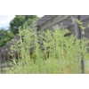 image:imageBurpee Coriander Cilantro 500 SeedsMammoth Dill