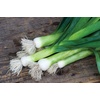 image:imageBurpee Dawn Giant Leek Seeds 500 seeds
