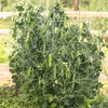 image:imageBurpee Easy Peasy Pea Seeds  21gm NonGMO Seed Packet for Home Gardening  Direct Sow Shelling Peas Seeds for Planting Vegetables Pea Easy PeasyPea  Easy Peasy