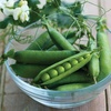 image:imageBurpee Easy Peasy Pea Seeds  21gm NonGMO Seed Packet for Home Gardening  Direct Sow Shelling Peas Seeds for Planting Vegetables Pea Easy PeasyPea  Easy Peasy