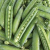 image:imageBurpee Easy Peasy Pea Seeds  21gm NonGMO Seed Packet for Home Gardening  Direct Sow Shelling Peas Seeds for Planting Vegetables Pea Easy PeasyPea  Easy Peasy