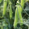 image:imageBurpee Easy Peasy Pea Seeds  21gm NonGMO Seed Packet for Home Gardening  Direct Sow Shelling Peas Seeds for Planting Vegetables Pea Easy PeasyPea  Easy Peasy