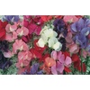 image:imageBurpee Eckfords Finest Mix Sweet Pea Seeds 50 seeds