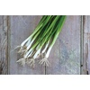 image:imageBurpee Evergreen Long White Bunching Onion Seeds 2000 seedsEvergreen Long White