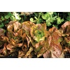 image:imageBurpee Four Seasons Lettuce Seeds 500 seeds