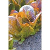 image:imageBurpee Four Seasons Lettuce Seeds 500 seeds