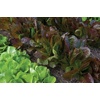 image:imageBurpee Four Seasons Lettuce Seeds 500 seeds