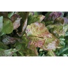 image:imageBurpee Four Seasons Lettuce Seeds 500 seeds