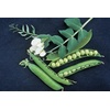 image:imageBurpee Garden Sweet Pea Seeds 200 seedsGarden Sweet Pea