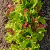 image:imageBurpee Gourmet Blend Lettuce Seeds  680mg NonGMO Seed Packet for Home Gardening  Fast Growing Mixed Lettuce Colorful Loose Leaf Variety Heat Tolerant Gourmet Blend Lettuce SeedsGourmet Blend Lettuce Seeds