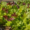 image:imageBurpee Gourmet Blend Lettuce Seeds  680mg NonGMO Seed Packet for Home Gardening  Fast Growing Mixed Lettuce Colorful Loose Leaf Variety Heat Tolerant Gourmet Blend Lettuce SeedsGourmet Blend Lettuce Seeds