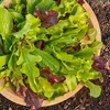 image:imageBurpee Gourmet Blend Lettuce Seeds  680mg NonGMO Seed Packet for Home Gardening  Fast Growing Mixed Lettuce Colorful Loose Leaf Variety Heat Tolerant Gourmet Blend Lettuce SeedsGourmet Blend Lettuce Seeds