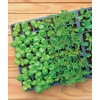 image:imageBurpee Greenhouse Indoor Starting Herbs Flowers and Vegetables  Includes Dome Watering Seed Starter Tray Coir Pellets  10 W x 20 L x 5 H One Size 1 Kit 72 Cells
