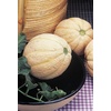 image:imageBurpee Hearts of Gold Heirloom Melon Seeds 50 seeds
