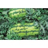 image:imageBurpee Mamas Girl Watermelon Seeds  Sweet Red Flesh Watermelon Seeds for Backyard Gardening 25 SeedsGeorgia Rattlesnake