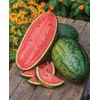 image:imageBurpee Mamas Girl Watermelon Seeds  Sweet Red Flesh Watermelon Seeds for Backyard Gardening 25 SeedsMamas Girl