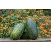 image:imageBurpee Mamas Girl Watermelon Seeds  Sweet Red Flesh Watermelon Seeds for Backyard Gardening 25 SeedsMamas Girl