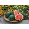 image:imageBurpee Mamas Girl Watermelon Seeds  Sweet Red Flesh Watermelon Seeds for Backyard Gardening 25 SeedsMamas Girl