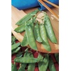 image:imageBurpee Mammoth Melting Sugar Pea Seeds 225 seeds225 Seeds