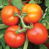 image:imageBurpee Oh Happy Day Hybrid  Red Beefsteak Slicing Tomato  25 SeedsHappy Day