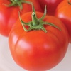 image:imageBurpee Oh Happy Day Hybrid  Red Beefsteak Slicing Tomato  25 SeedsHappy Day