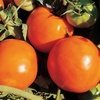 image:imageBurpee Oh Happy Day Hybrid  Red Beefsteak Slicing Tomato  25 SeedsJubliee