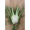 image:imageBurpee Orion Hybrid Fennel Seeds 100 seeds